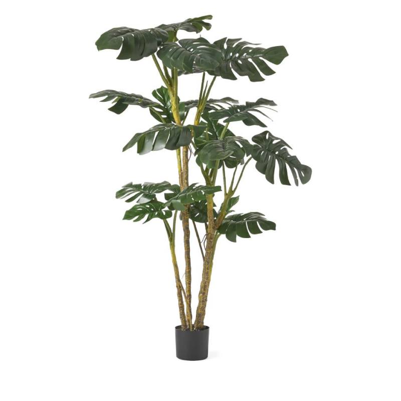 Monstera