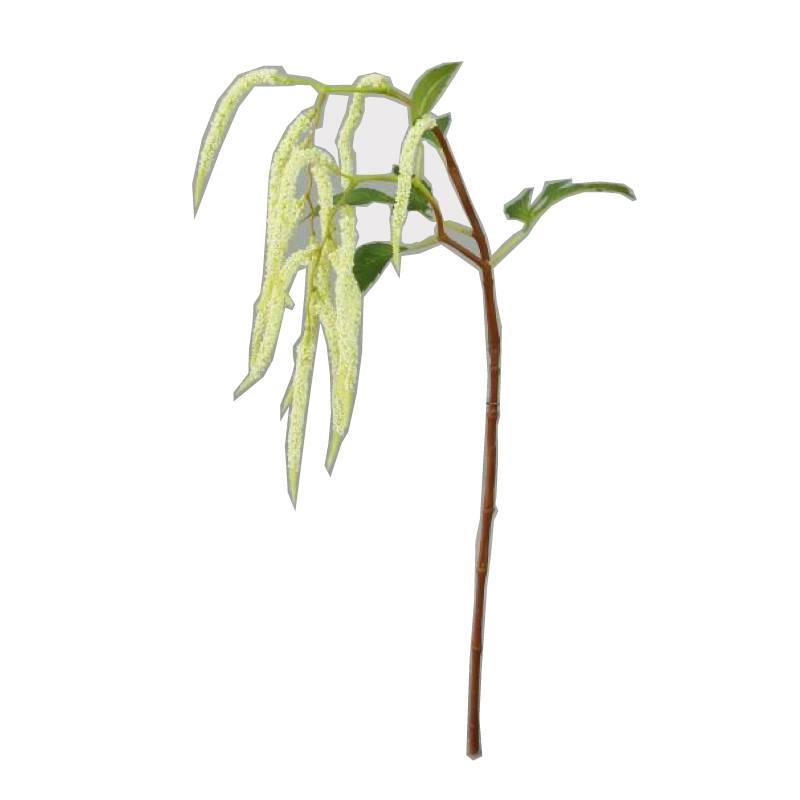 Wild branch