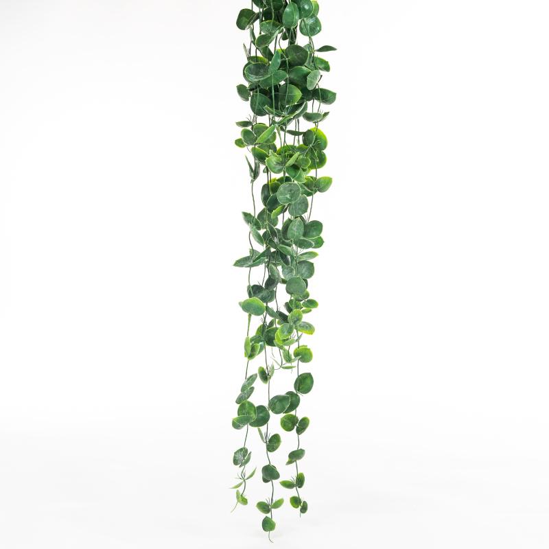 Nummularia