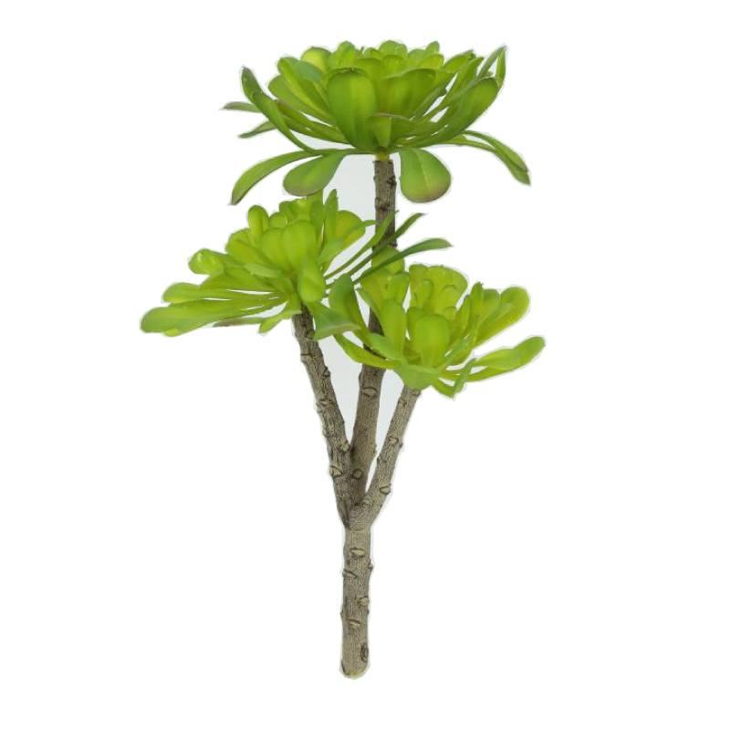 Suculent flower