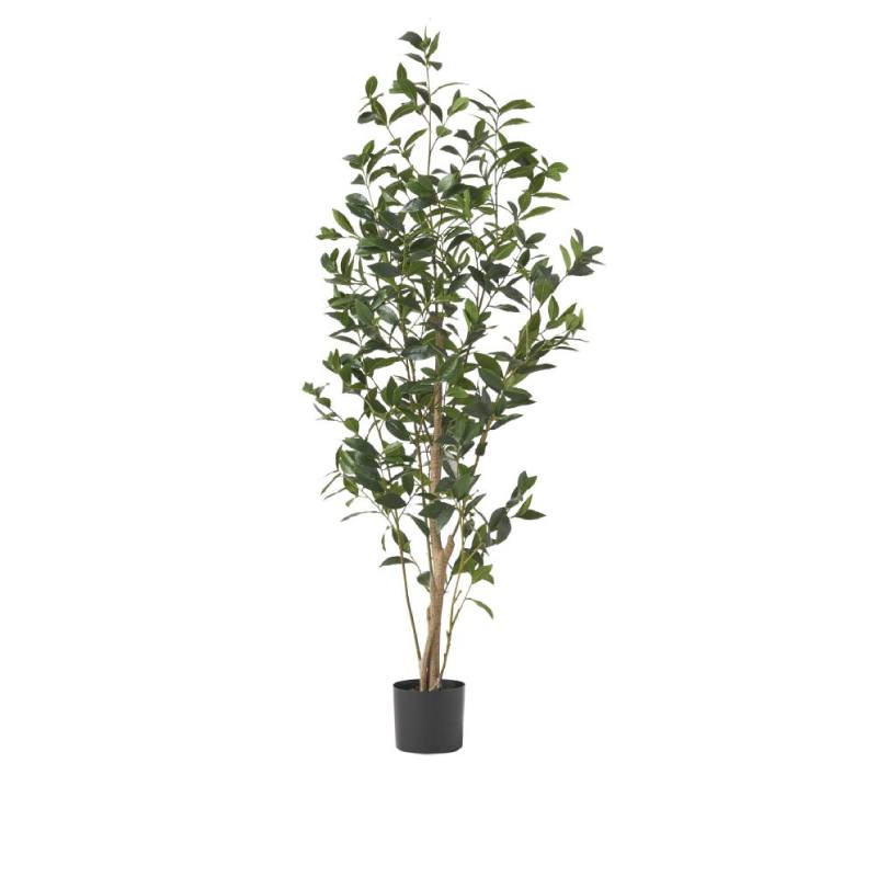 Lira plant