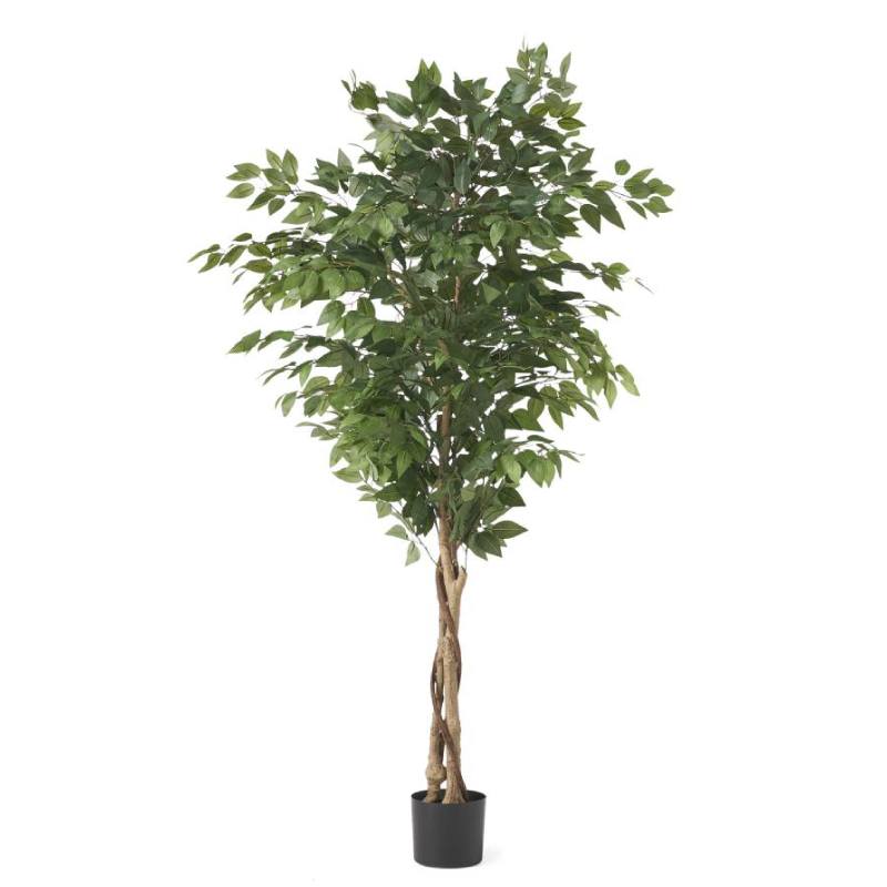 Braid plant