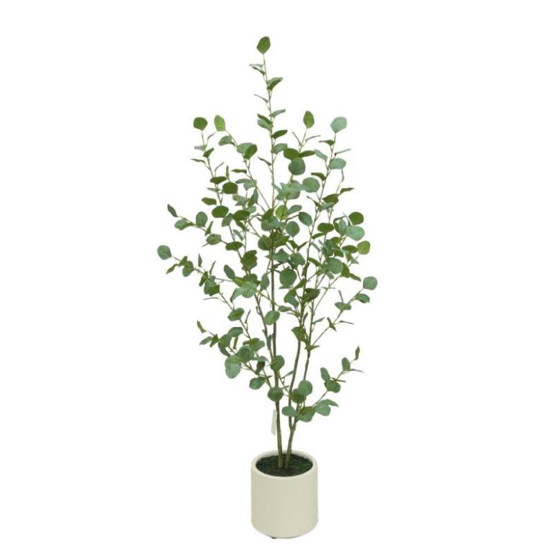 Euca plant