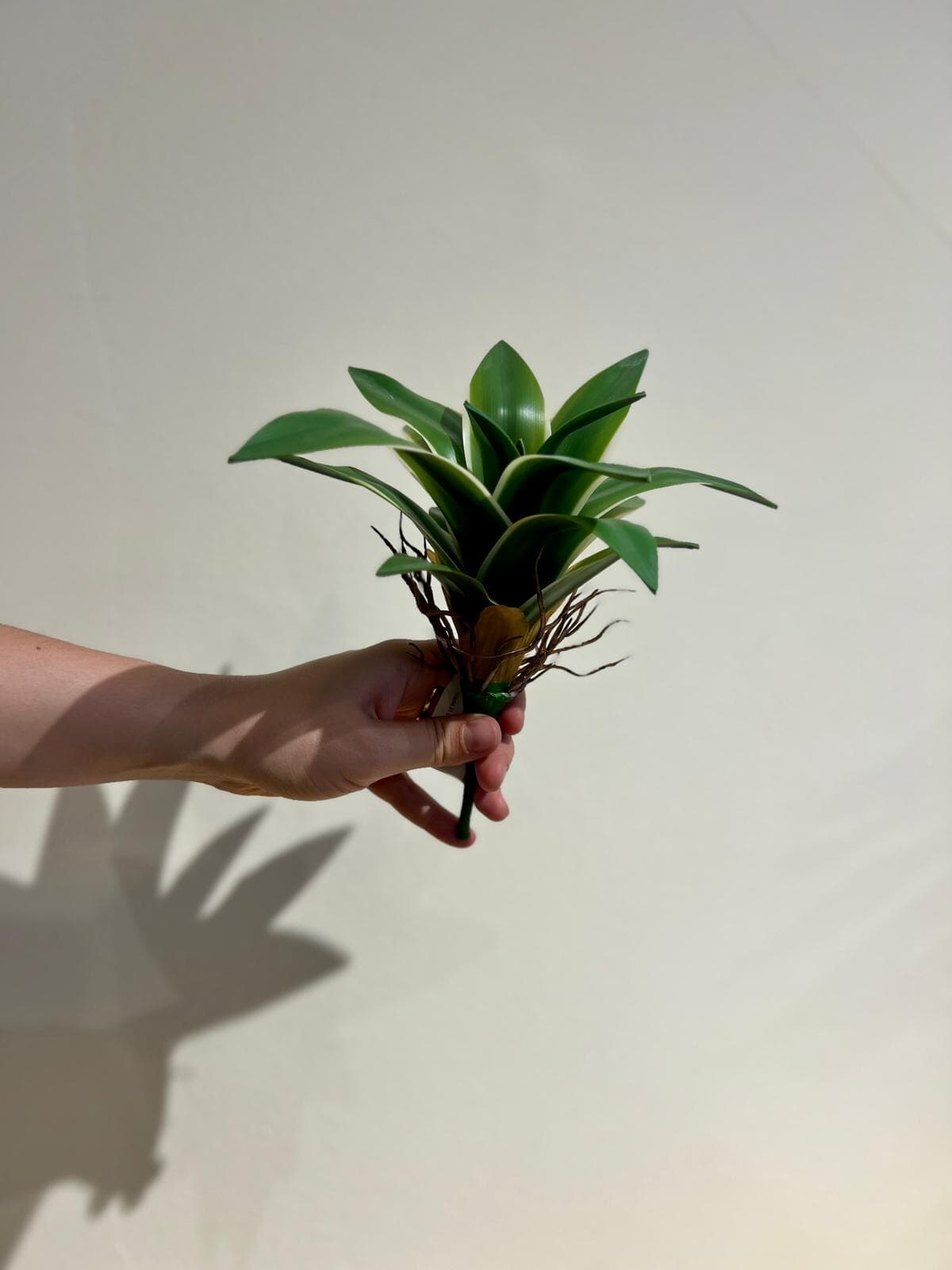 Dracaena pick
