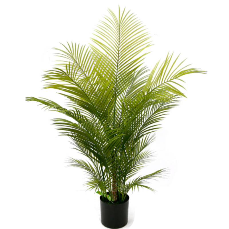 New palm