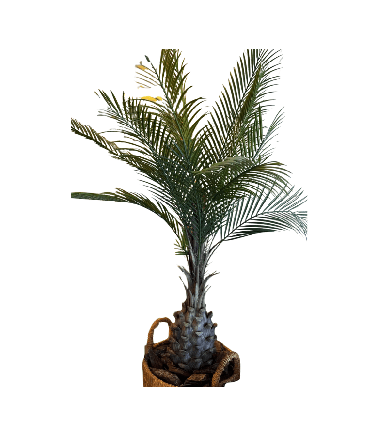 PALMERA BUTIA