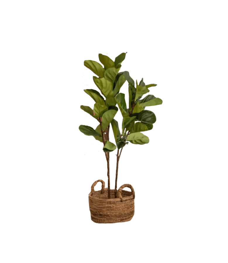 FICUS H155CM