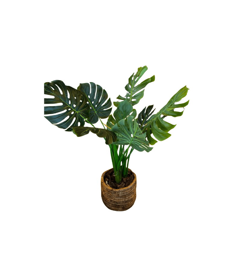 ATK MONSTERA