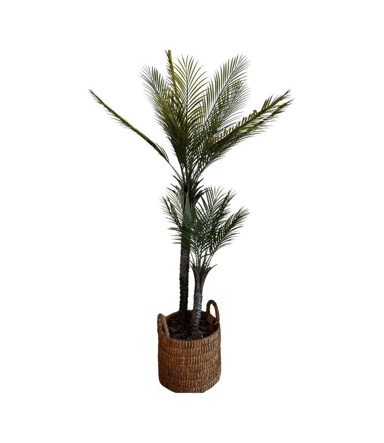 PALMERA DOBLE BUTIA
